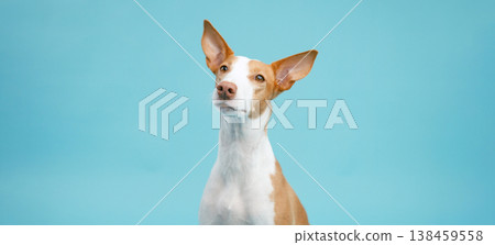 Podenco Canario dog looking up with curious expression 138459558