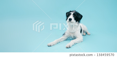 Adorable scruffy terrier puppy dog lying Adorable scruffy terrier puppy dog lying 138459570