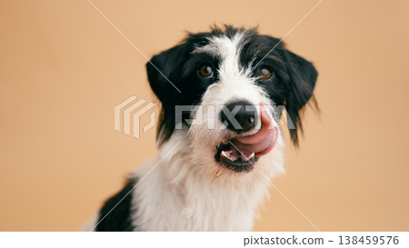 Dog licking nose showing appetite looking at camera Dog licking nose showing appetite looking at camera 138459576