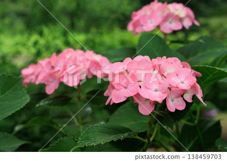 Hydrangeas, a symbol of the rainy season. 138459703