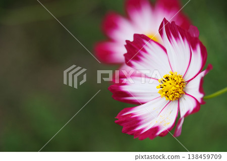 Nostalgic cosmos flowers 138459709