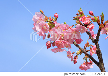 Kawazu櫻花在藍天 138459711