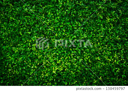 Small green leaves texture background with beautiful pattern. Clean environment. Ornamental plant in the garden. Eco wall. Organic natural background. Many leaves reduce dust in air. Tropical forest. Small green leaves texture background with beautiful pattern. Clean environment. Ornamental plant in the garden. Eco wall. Organic natural background. Many leaves reduce dust in air. Tropical forest. 138459797