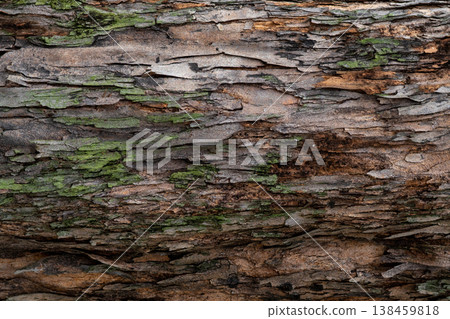 Closeup texture of tree bark. Pattern of natural tree bark background. Rough surface of trunk. Green moss and lichen on natural wood. Dirt skin of wooden. Grey, brown, and green nature background. 138459818
