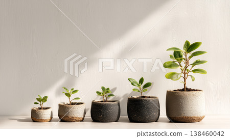 Plant growth stages in pots progression development concept home gardening minimal interior design 138460042