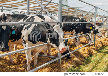 Close-up portrait of a young Holstein cow Close-up portrait of a young Holstein cow 138460726