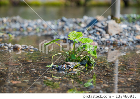 地下水和芥末[安曇野] 138460913