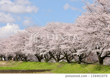 [Echizen City, Fukui Prefecture - April] Cherry blossom viewing path along Yoshinose River: Cherry blossoms in full bloom against a blue sky. 138461078