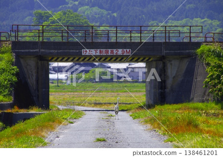 A grey heron walking along a country path and under a bridge. A grey heron walking along a country path and under a bridge. 138461201