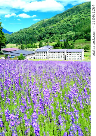唐格拉姆·馬達拉奧薰衣草 唐格拉姆·馬達拉奧薰衣草 138461264