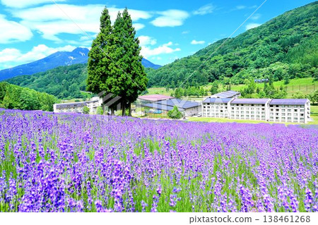 Tangram Madarao Lavender 138461268