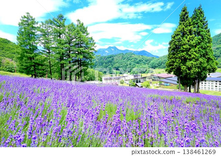 唐格拉姆·馬達拉奧薰衣草 138461269