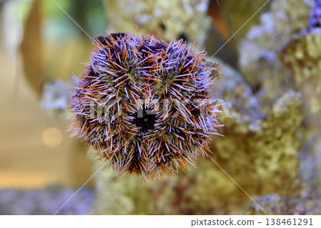 Brightly colored white-bearded sea urchin Brightly colored white-bearded sea urchin 138461291