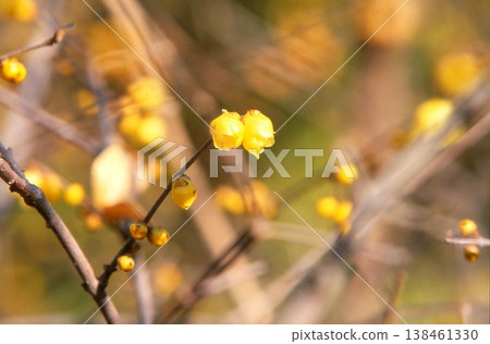 Winter jasmine photographed on positive film Winter jasmine photographed on positive film 138461330