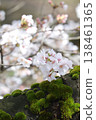 [Echizen City, Fukui Prefecture, Yoshinose River, April] Cherry blossoms blooming from the trunk, surrounded by moss. 138461365
