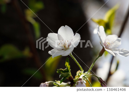 櫻花盛開 櫻花盛開 138461406