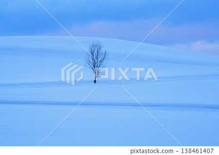 A single tree standing in a snowfield: A winter scene in Biei and Furano, Hokkaido. A single tree standing in a snowfield: A winter scene in Biei and Furano, Hokkaido. 138461407