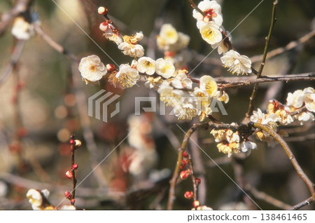 Plum blossoms photographed on positive film 138461465