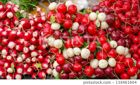 Fresh radish mix Raphanus sativus varieties Cherry Belle and Easter Egg, red white roots, organic vegetables background, farmers market concept Fresh radish mix Raphanus sativus varieties Cherry Belle and Easter Egg, red white roots, organic vegetables background, farmers market concept 138461604