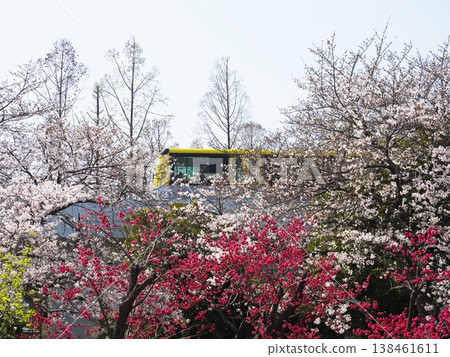 從桃花盛開的公園可以看到新建的電車。 138461611