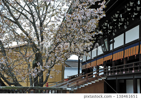 京都皇宮櫻花 京都皇宮櫻花 138461651