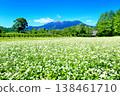 Buckwheat field at Odaka Kogen 138461710
