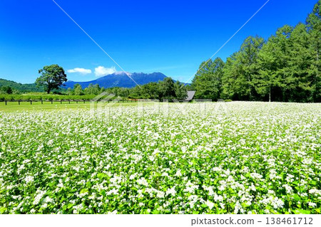 Buckwheat field at Odaka Kogen Buckwheat field at Odaka Kogen 138461712