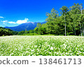 Buckwheat field at Odaka Kogen 138461713