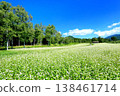 Buckwheat field at Odaka Kogen 138461714