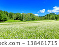Buckwheat field at Odaka Kogen 138461715