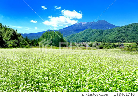 Buckwheat field at Odaka Kogen 138461716