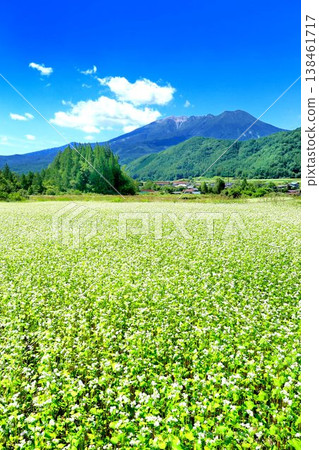 在Odaka Kogen的蕎麥領域 138461717
