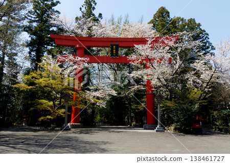 冠利稻荷神社的大鳥居與盛開的櫻花 冠利稻荷神社的大鳥居與盛開的櫻花 138461727