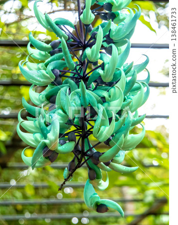 Jade vine on Yubu Island (Taketomi Town, Okinawa Prefecture) 138461733