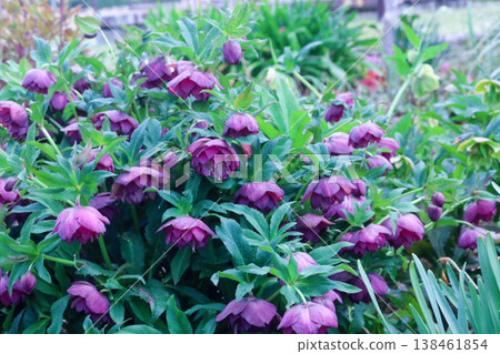 Christmas roses blooming in the park Christmas roses blooming in the park 138461854