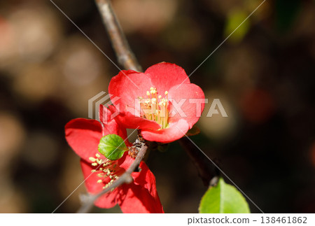 Flowering quince in full bloom 138461862
