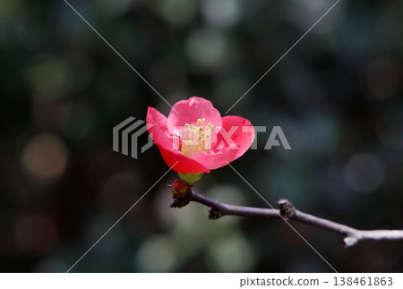 Flowering quince in full bloom Flowering quince in full bloom 138461863