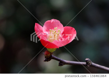 Flowering quince in full bloom Flowering quince in full bloom 138461864