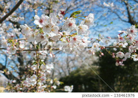 Cherry blossom 138461976