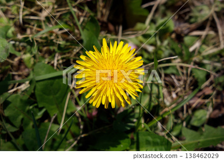 Yellow dandelion Yellow dandelion 138462029
