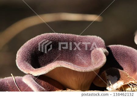 特寫鏡頭展現了*Hygrocybe japonica*的紫色菌蓋,上面覆蓋著細密的絨毛(戶外野外動物微距攝影)。 特寫鏡頭展現了*Hygrocybe japonica*的紫色菌蓋,上面覆蓋著細密的絨毛(戶外野外動物微距攝影)。 138462132