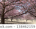 Kawazu cherry blossoms to announce the arrival of spring 138462159