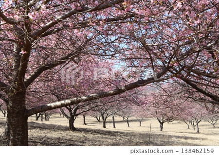 Kawazu cherry blossoms to announce the arrival of spring Kawazu cherry blossoms to announce the arrival of spring 138462159