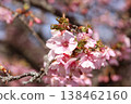 Kawazu cherry blossoms to announce the arrival of spring 138462160