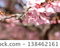Kawazu cherry blossoms to announce the arrival of spring 138462161