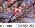 Kawazu cherry blossoms to announce the arrival of spring 138462162