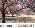 Kawazu cherry blossoms to announce the arrival of spring 138462164