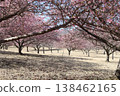 Kawazu cherry blossoms to announce the arrival of spring 138462165