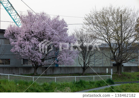 Springtime scenery along the Kurome River in Asaka City, Saitama Prefecture. Springtime scenery along the Kurome River in Asaka City, Saitama Prefecture. 138462182