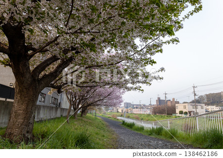 Springtime scenery along the Kurome River in Asaka City, Saitama Prefecture: Cherry blossoms Springtime scenery along the Kurome River in Asaka City, Saitama Prefecture: Cherry blossoms 138462186